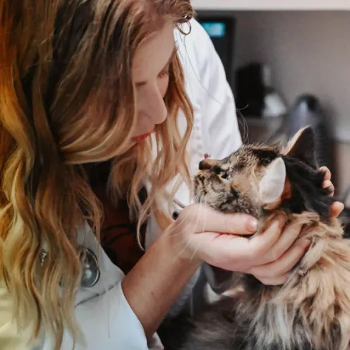 Doctor holding a cat's face in her hands